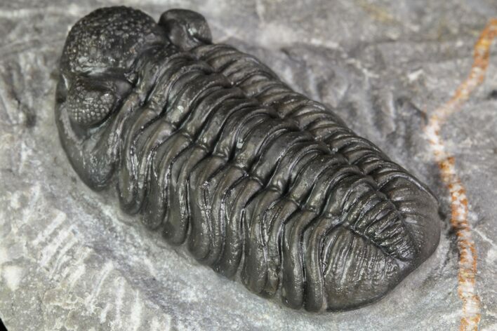 Adrisiops weugi Trilobite - New Phacopid Species #90030
